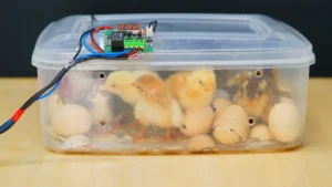 Read more about the article How to Make a Mini Egg Incubator at Home